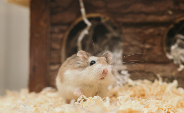 hamsteri