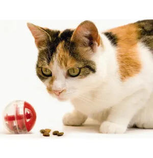 Kissan herkkupallo Twirly 5,5 cm aktivointilelu kuva