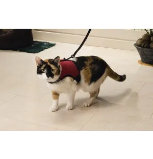 Kissan Comfort valjas, sis. taluttimen, punainen kuva