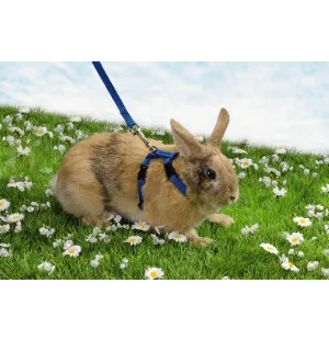 H - Valjas ja talutin kanille, sininen ja punainen kuva