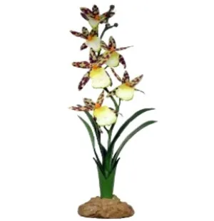 Komodo Terraariokasvii Spider Orchid 40 cm kuva