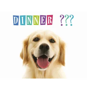 Ruokinta-alusta ISO Dinner?? Golden Retriever image