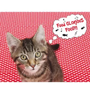 Ruokinta-alusta ISO Food Gloriuous Food, Cat kuva