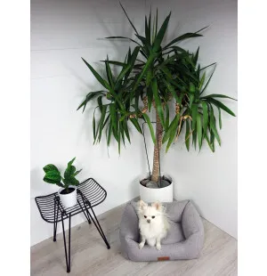 Tujoma Luxus Vaimare-sohvapeti S vaaleanharmaa kuva