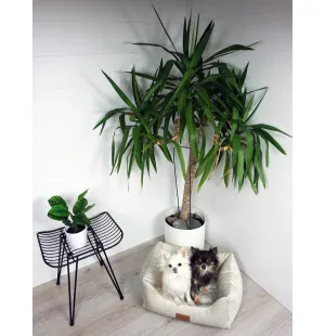 Tujoma Luxus Vaimare sohvapeti S beige kuva