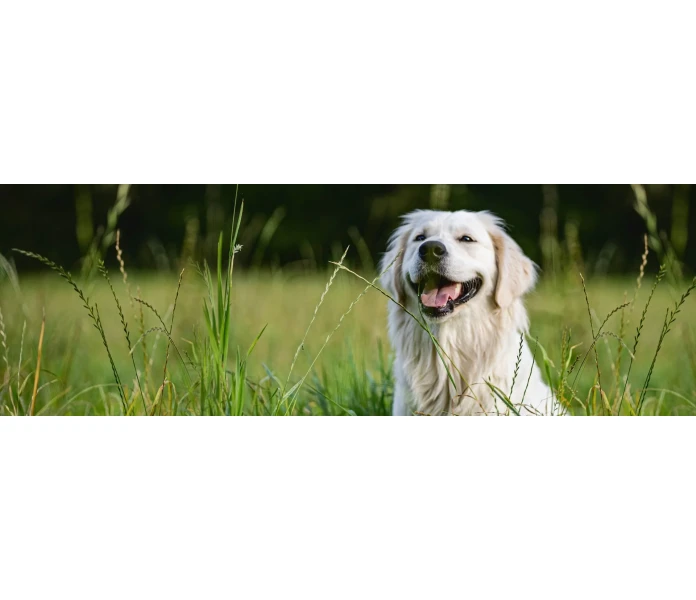 csm eukanuba breed specific e30dfe7002 kuva