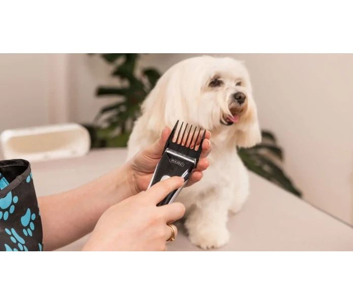 WAHL Hundesalon 2025 05 26 IMG 7855 Bearbeitet min 1  image