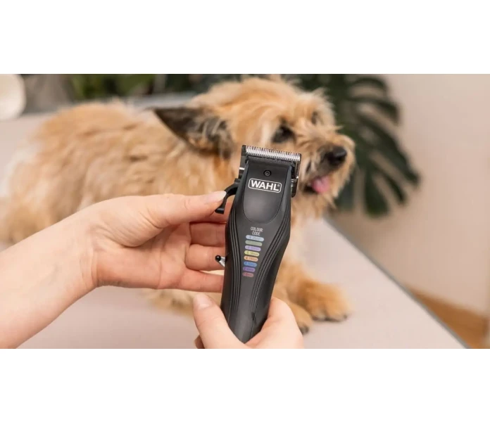 WAHL Hundesalon 2025 05 26 IMG 7383 Bearbeitet 2  min 1  kuva