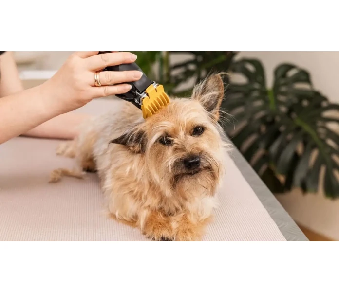 WAHL Hundesalon 2025 05 26 IMG 7417 Bearbeitet min 1  kuva