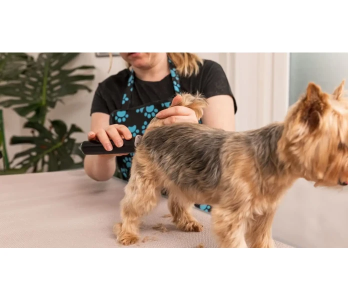 WAHL Hundesalon 2025 05 26 IMG 7559 Bearbeitet 1  min 1  image