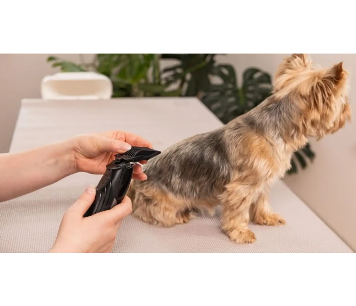 WAHL Hundesalon 2025 05 26 IMG 7630 Bearbeitet min 1  kuva