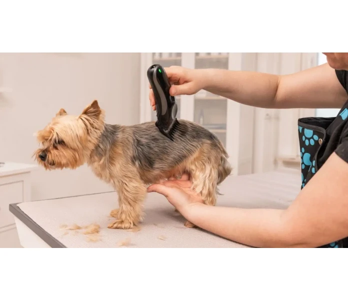 WAHL Hundesalon 2025 05 26 IMG 7688 Bearbeitet min 1  kuva