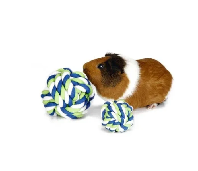 0811055 56 pet1 image