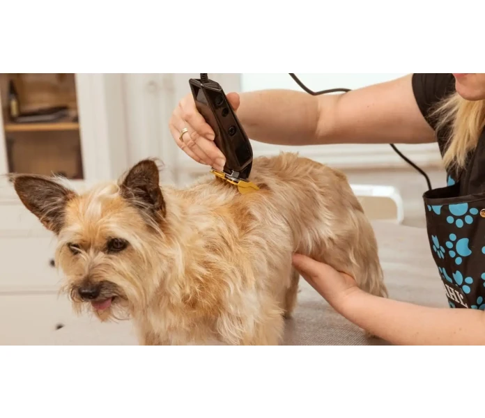 WAHL Hundesalon 2025 05 26 IMG 7461 Bearbeitet 2  min 1  kuva