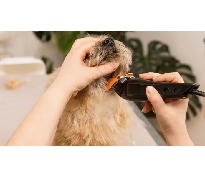 WAHL Hundesalon 2025 05 26 IMG 7473 Bearbeitet 3  min 1  kuva