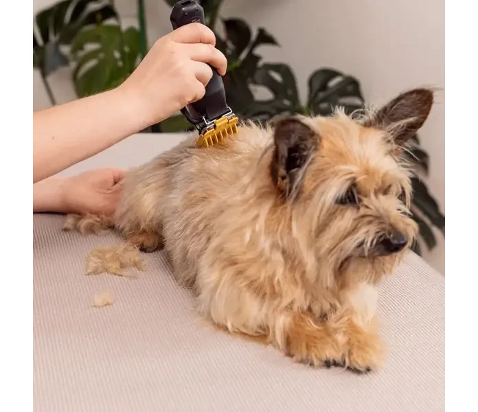 wahl hundesalon 2025 05 26 img 7423 bearbeitet 1 1  min 1  image