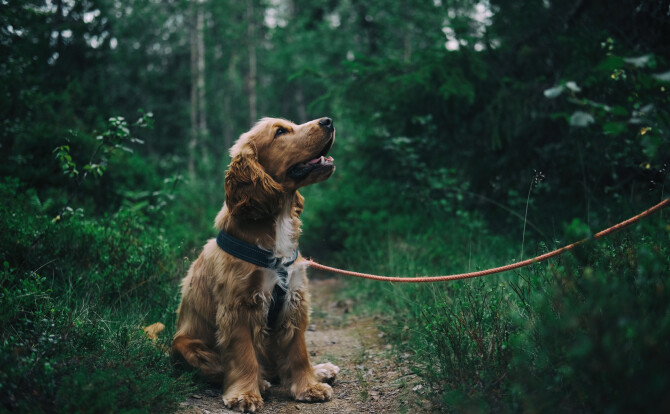 doggo1600 v2